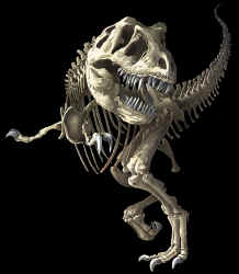 t-rex tyrannosaurus rex dinosaurs t-shirt tshirt tee shirt