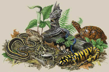 Backyard Herps reptile and salamander and frogs on a t-shirt