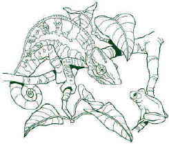 Backyard Herps reptile and salamander and frogs on a t-shirt