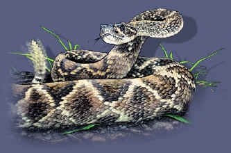 north American Herps reptile snakes youth, cotton reptile t-shirts, tees, serpent teeshirt, t-shirts, t-shirts, herpetology