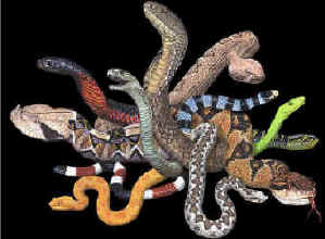 north American Herps reptile snakes youth, cotton reptile t-shirts, tees, serpent teeshirt, t-shirts, t-shirts, herpetology