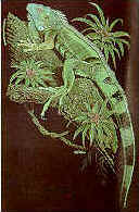 Iguana lizard t-shirt tshirt tee shirt