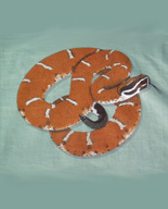 north American Herps reptile snakes youth, cotton reptile t-shirts, tees, serpent teeshirt, t-shirts, t-shirts, herpetology