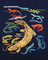 salamander species on a t-shirt
