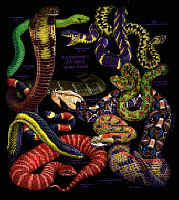 north American Herps reptile snakes youth, cotton reptile t-shirts, tees, serpent teeshirt, t-shirts, t-shirts, herpetology