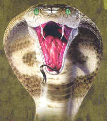 north American Herps reptile snakes youth, cotton reptile t-shirts, tees, serpent teeshirt, t-shirts, t-shirts, herpetology