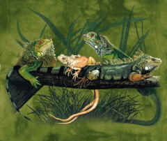 Iguana lizard t-shirt tshirt tee shirt